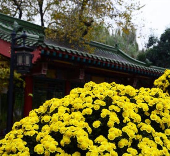 北京 景区菊展施工